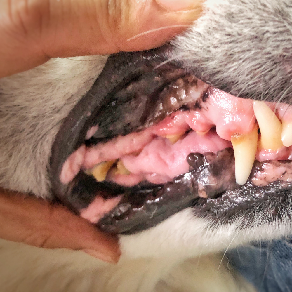 Sangrado de encías en perros: gingivitis y cuidado bucal