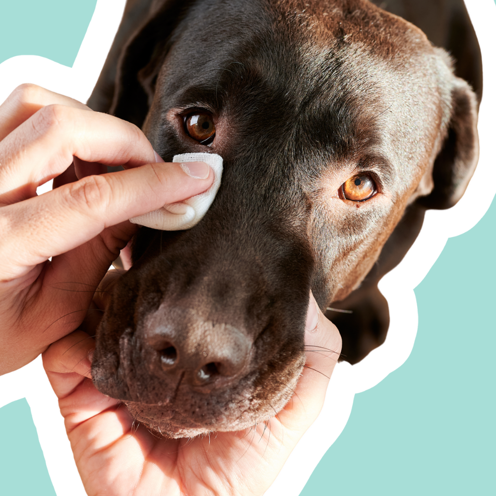 Muchas legañas en perros | Limpieza ocular y cuidado del ojo