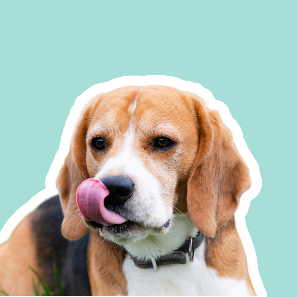 Mi perro se relame y le cuesta comer: náuseas y acidez