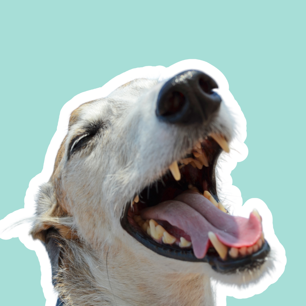 Heridas en la boca en perros: cuidado y cicatrización oral