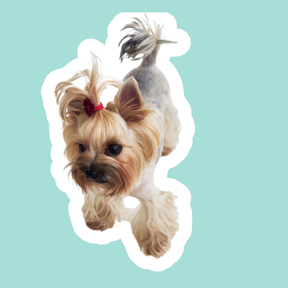 Otitis Recurrente en Perros | Limpieza, Control y Prevención del Oído