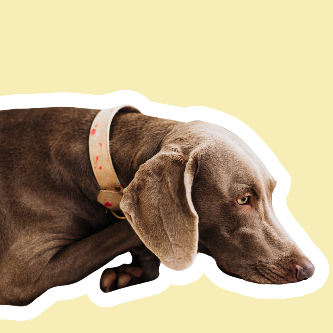 A mi perro le sienta todo mal: problemas digestivos frecuentes