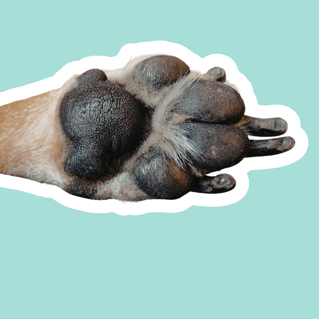 Almohadillas agrietadas en perros | Hidratación, protección y reparación