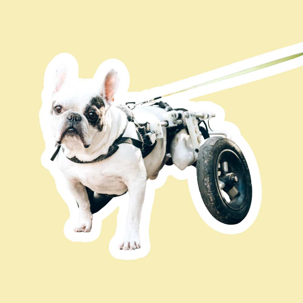 Hernias discales en perros | Apoyo neurológico y manejo del dolor