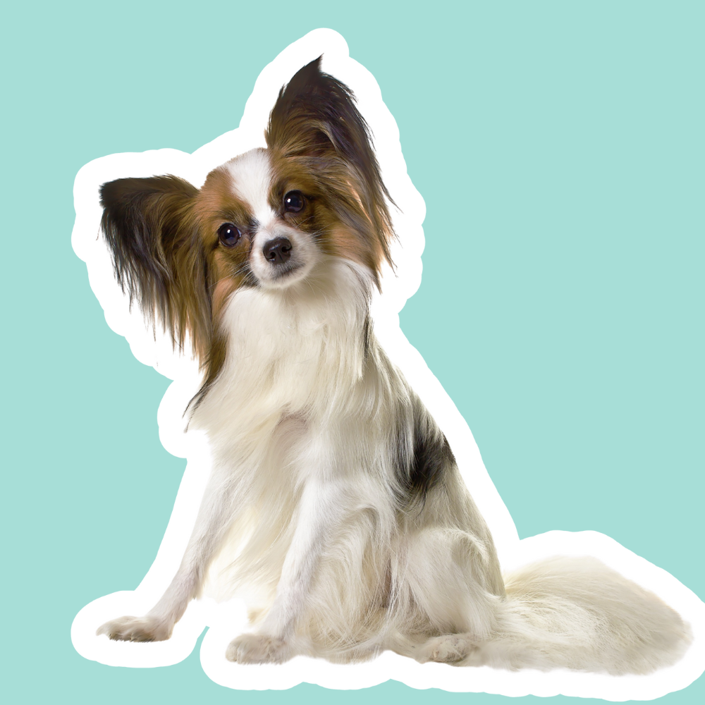 Apoyo pulmonar y respiratorio en perros | Tos, bronquios y alergias