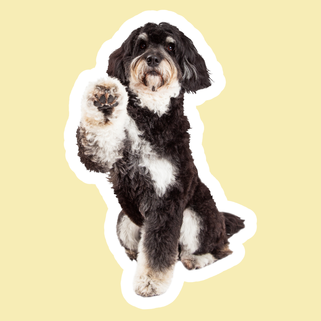 Almohadillas Blandas en Perros | Refuerzo y Protección para Patas Activas