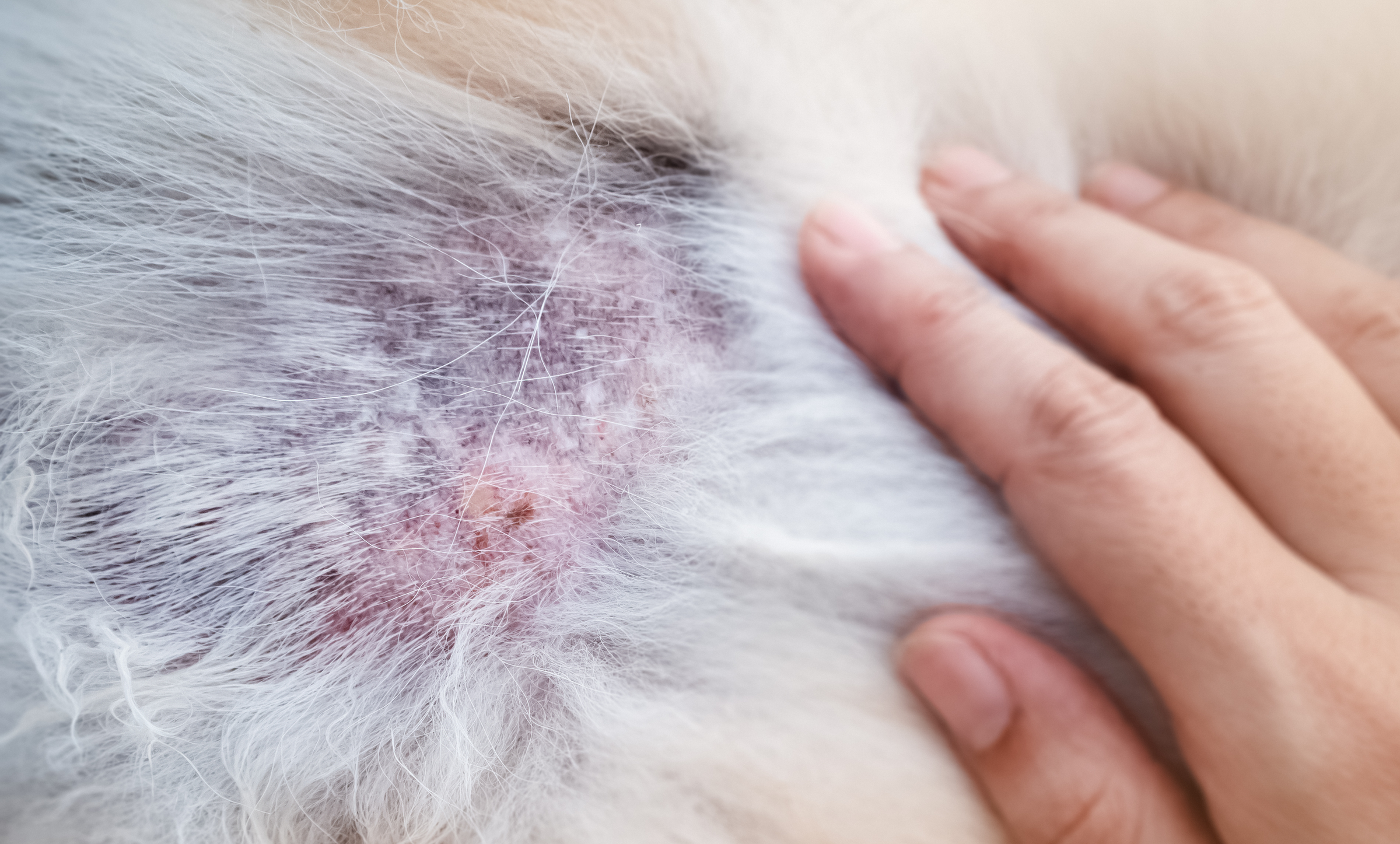 PACK PARA DERMATITIS