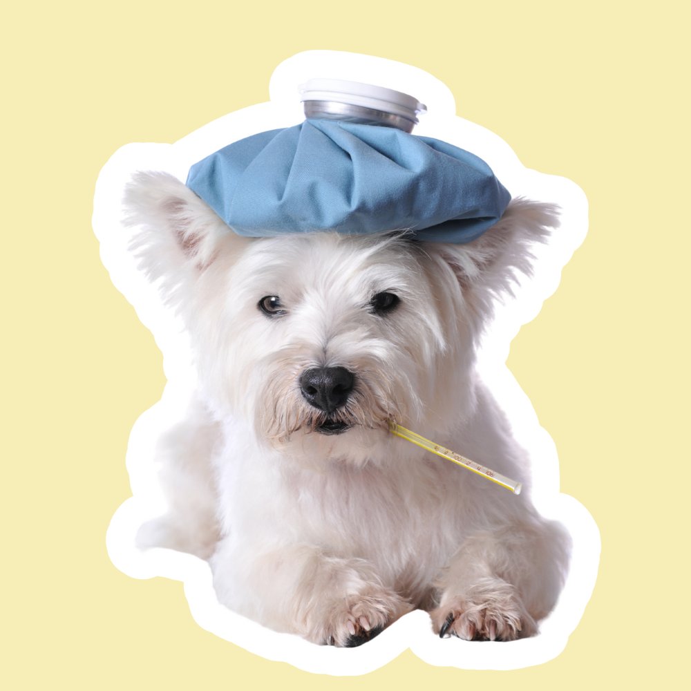 Recuperación en Perros | Apoyo tras Cirugías y Enfermedades