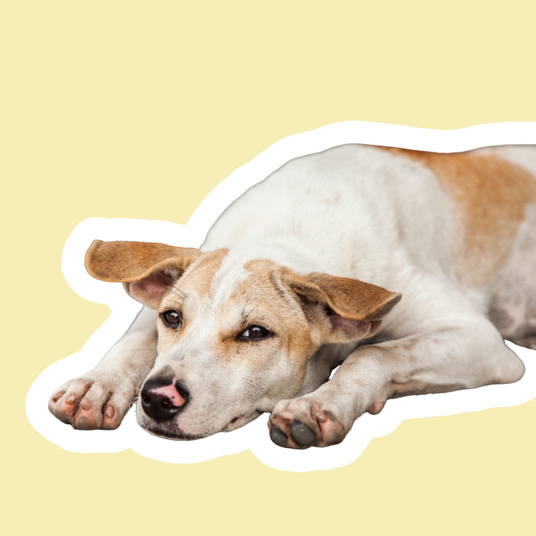 Hipertensión en perros | Apoyo natural para la presión arterial