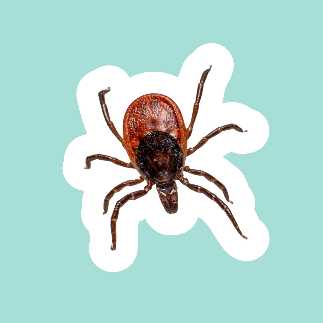 ANTIPARASITARIOS PERROS