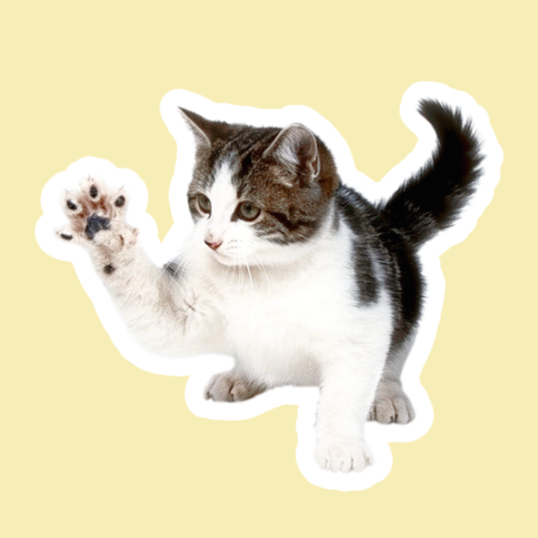 ANTIPARASITARIOS GATOS