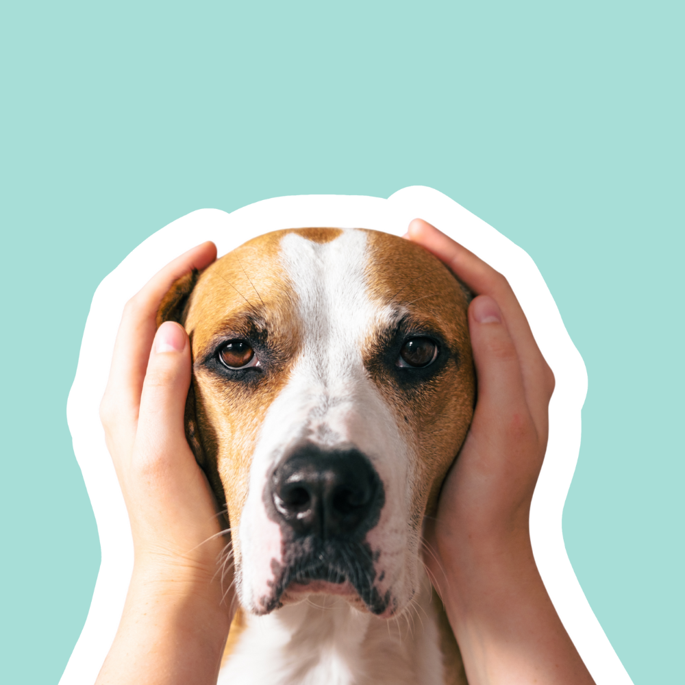 Oídos con olor a tocino rancio control y limpieza