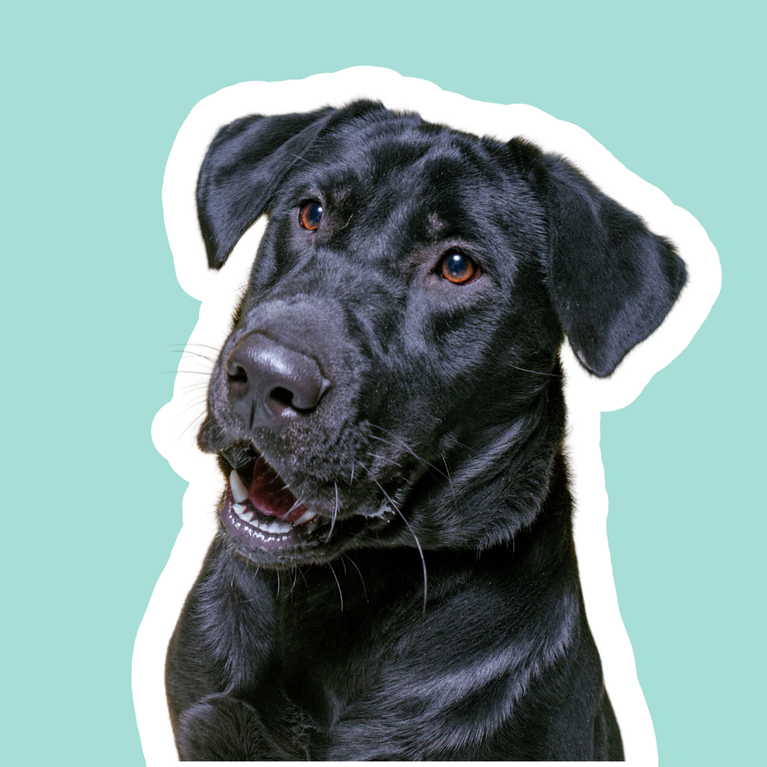 Mi perro vomita de vez en cuando: causas y qué hacer