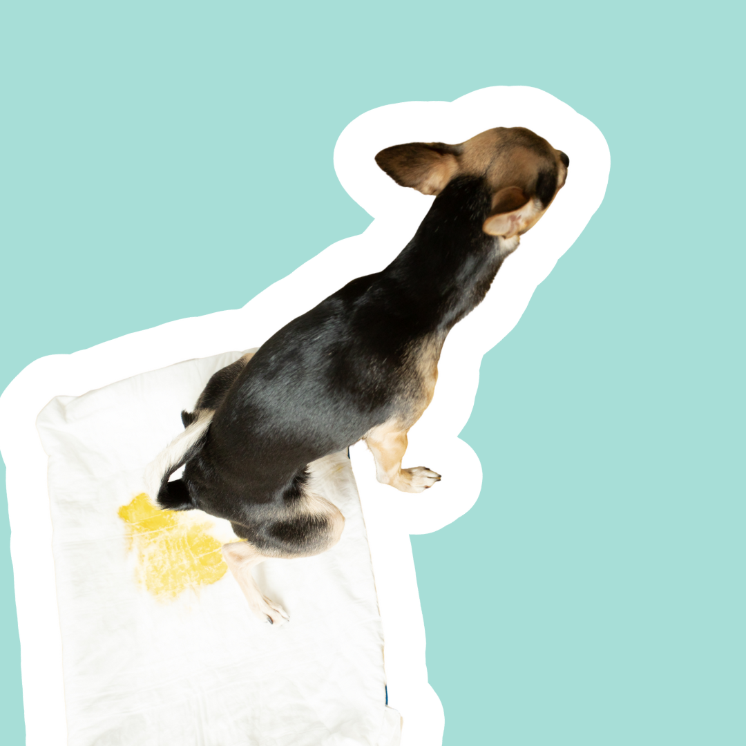 Cistitis en perros sin infección: causas, síntomas y cómo ayudar