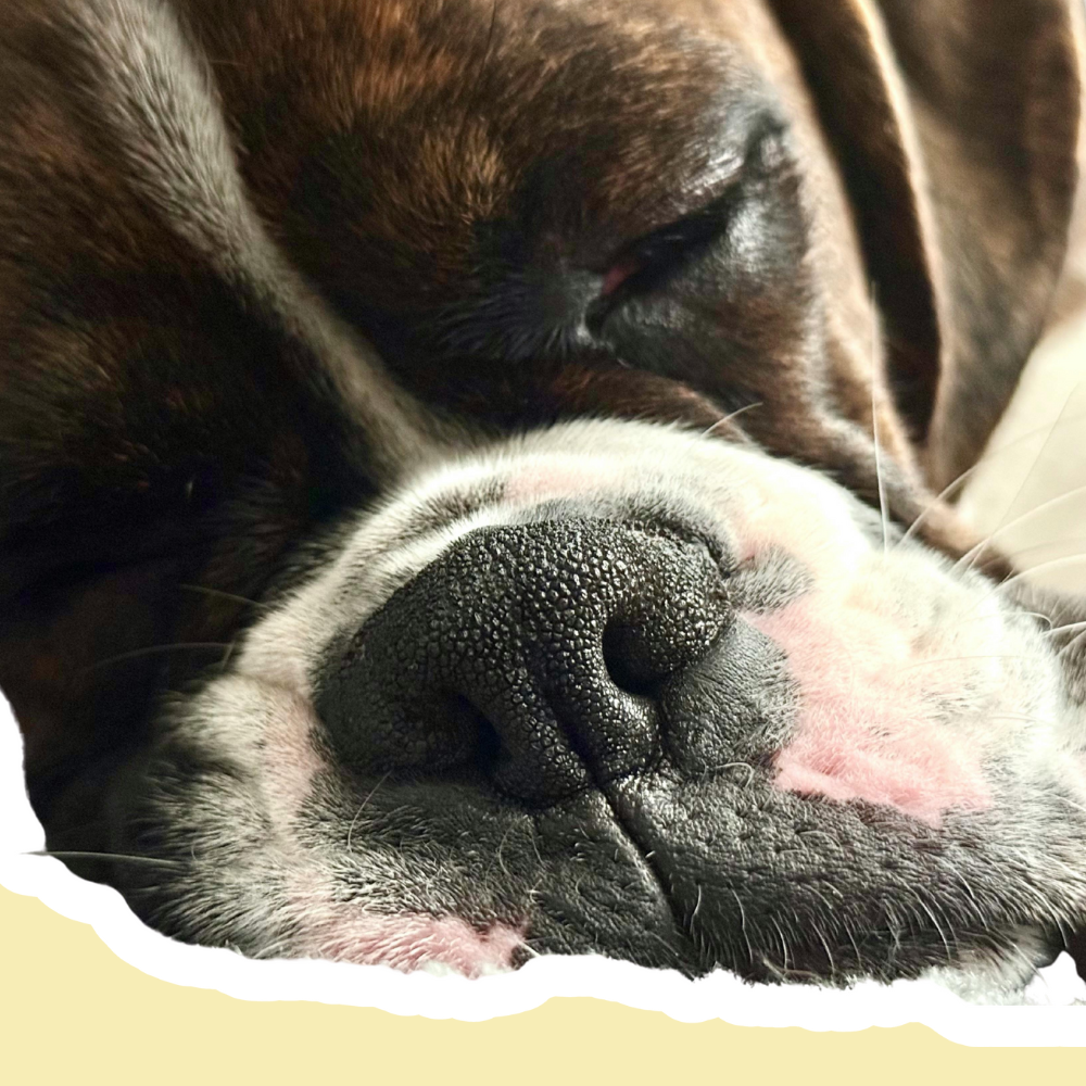 Nariz seca en perros | Hidratación, protección y reparación