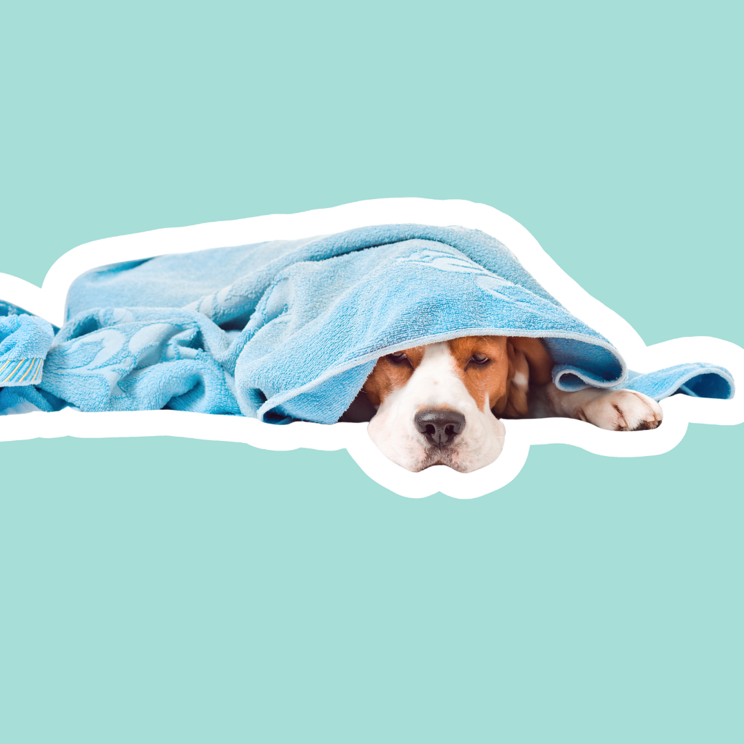 Diabetes en perros: control, alimentación y apoyo metabólico