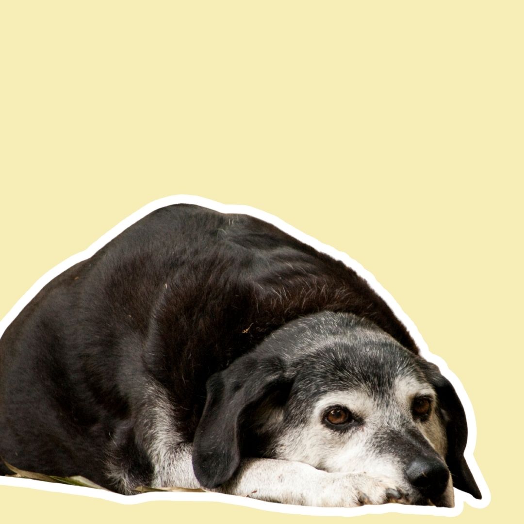 Mi perro se levanta cojeando | Apoyo articular y alivio del dolor