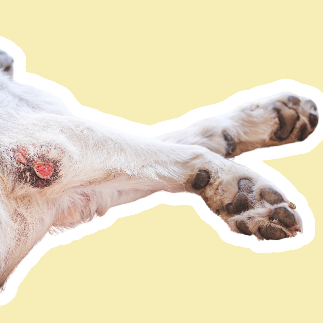 Cura de heridas en perros | Desinfección, cicatrización y protección de la piel