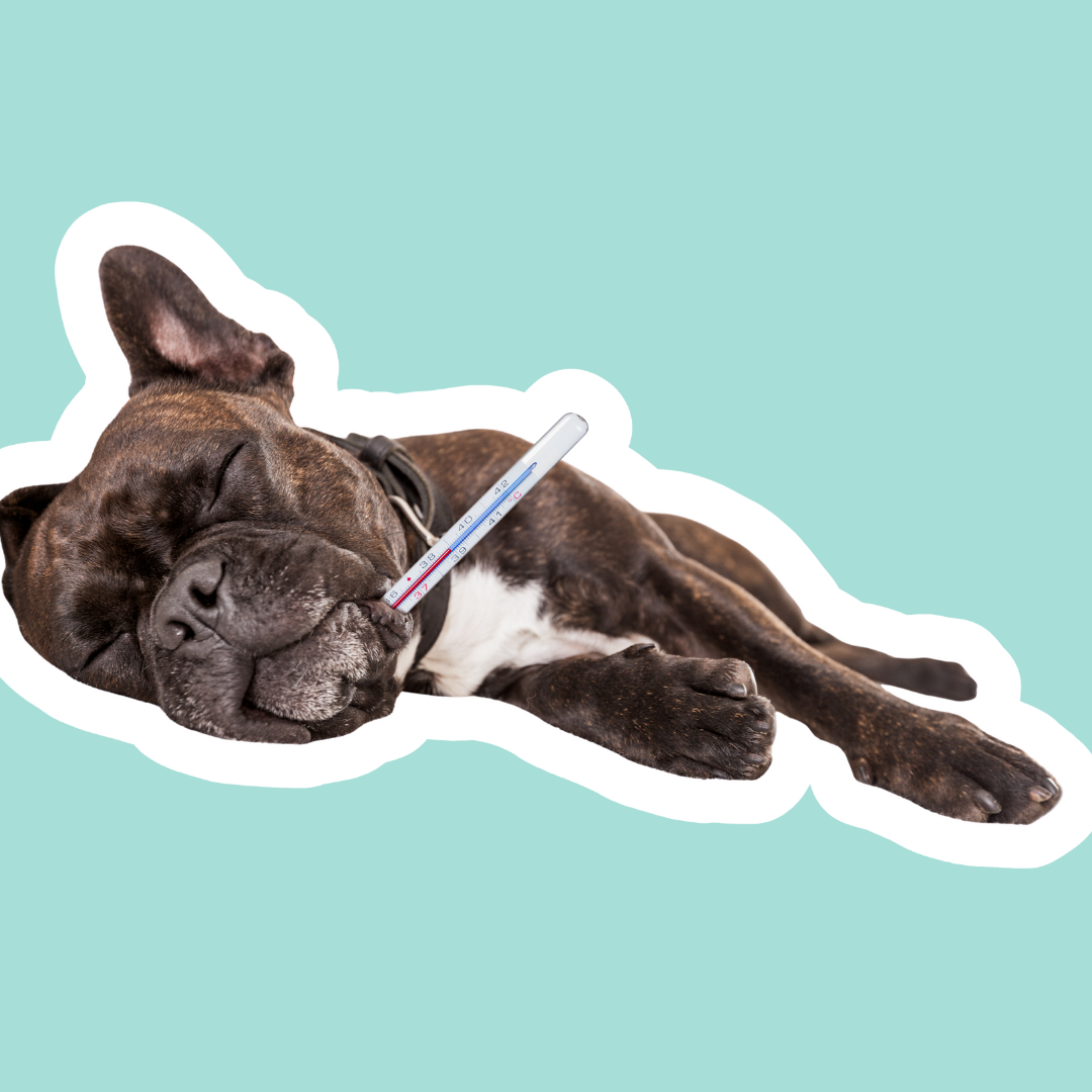 Cálculos renales en perros: cómo prevenirlos y apoyar la salud urinaria