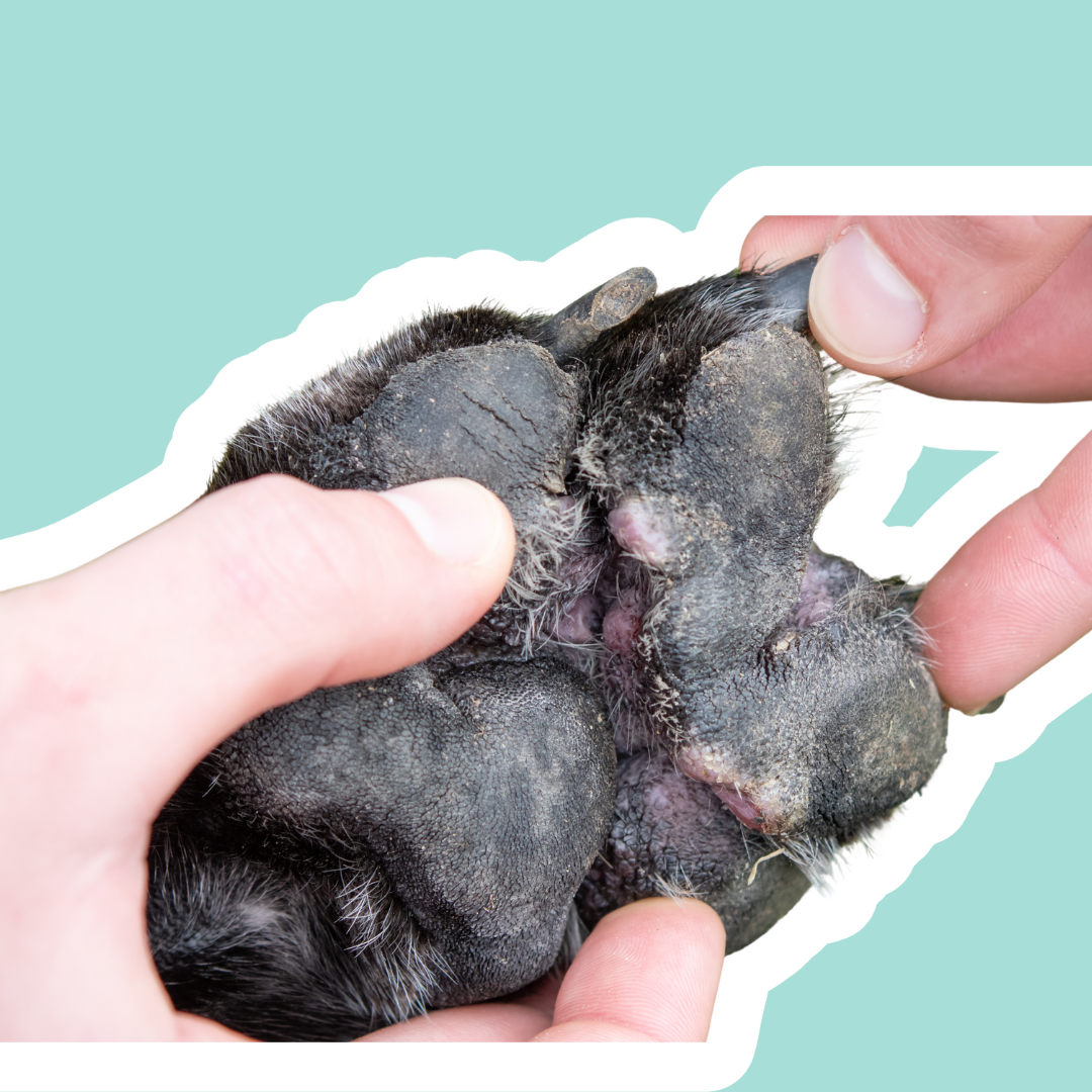 top pododermatitis
