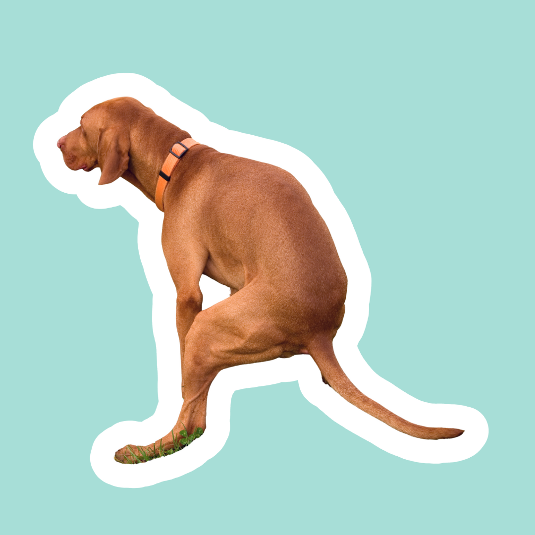 Cacas blandas en perros: causas y cómo mejorar la consistencia