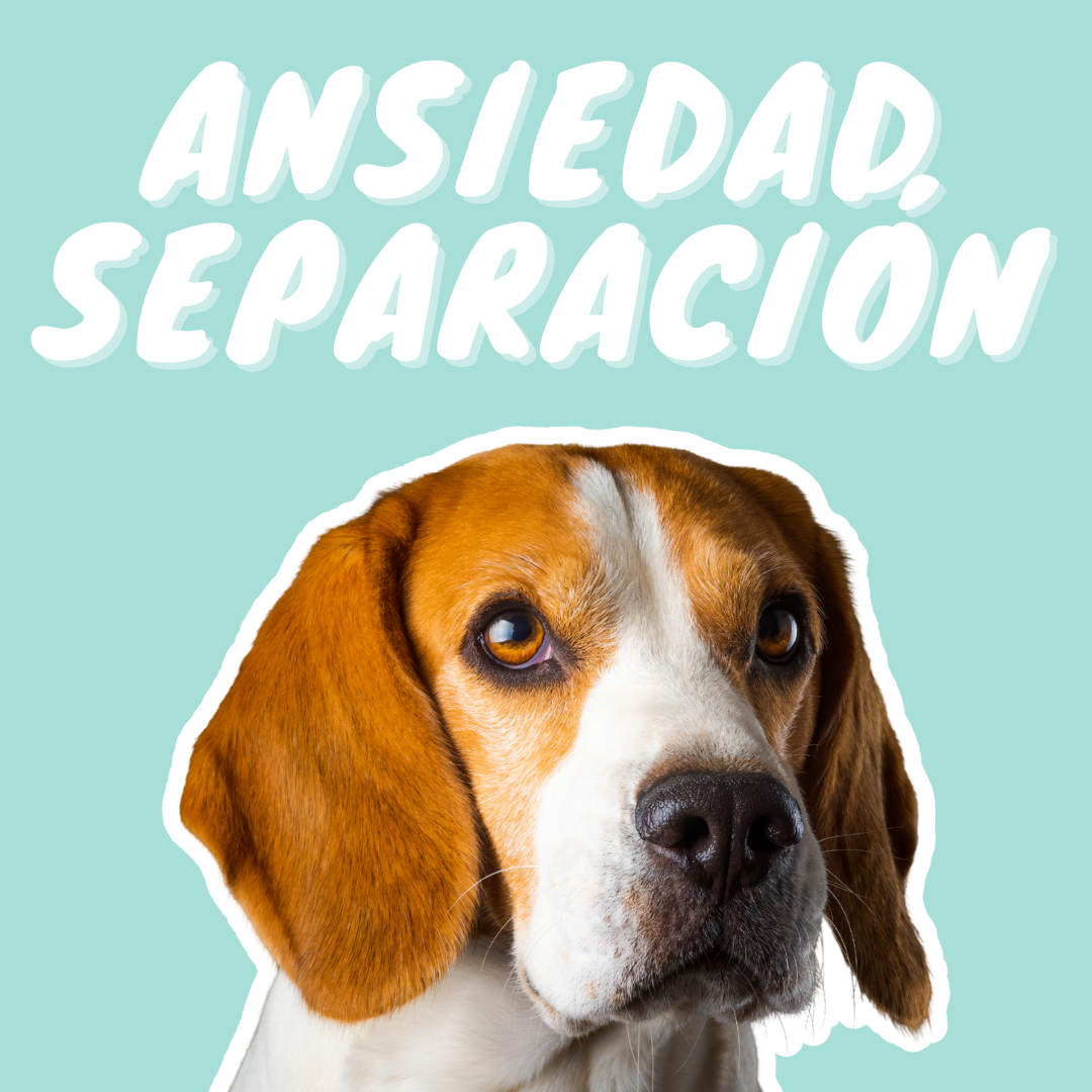 Ansiedad por separación en perros | Cómo ayudarle a quedarse solo