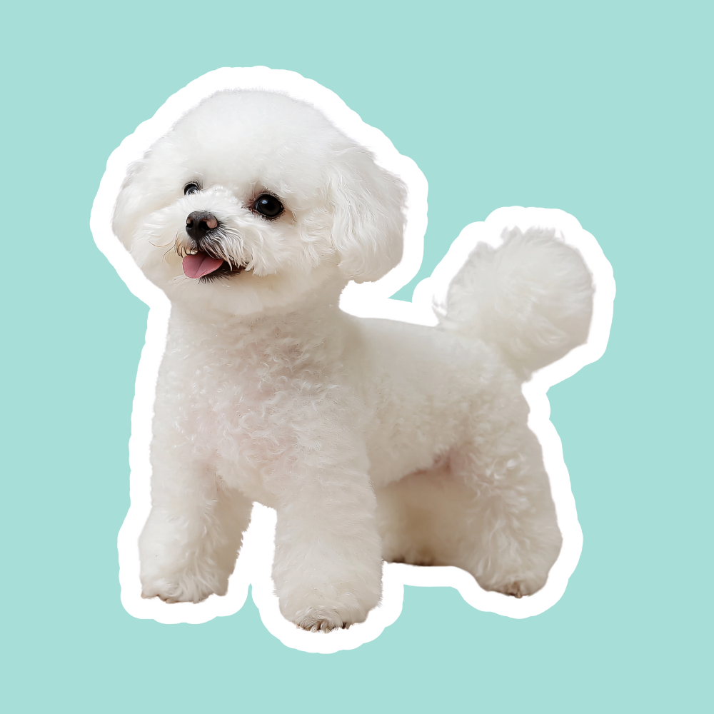 Incontinencia urinaria en perros: causas y cómo mejorar el control