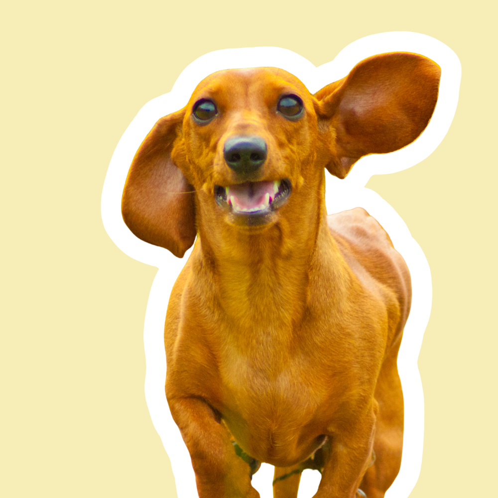 Suplementos y cuidado del oído en perros | Higiene, equilibrio y audición