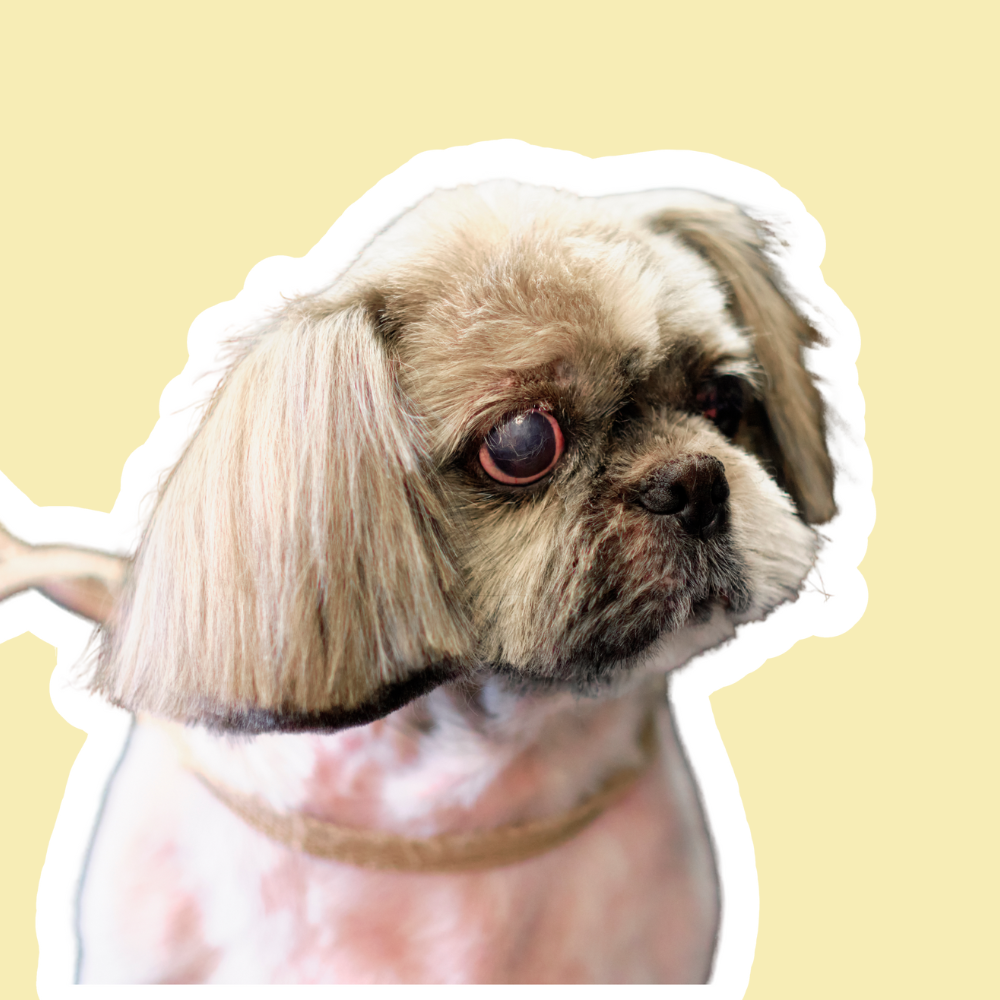 Tiroides en perros: hipotiroidismo, síntomas y apoyo al equilibrio hormonal