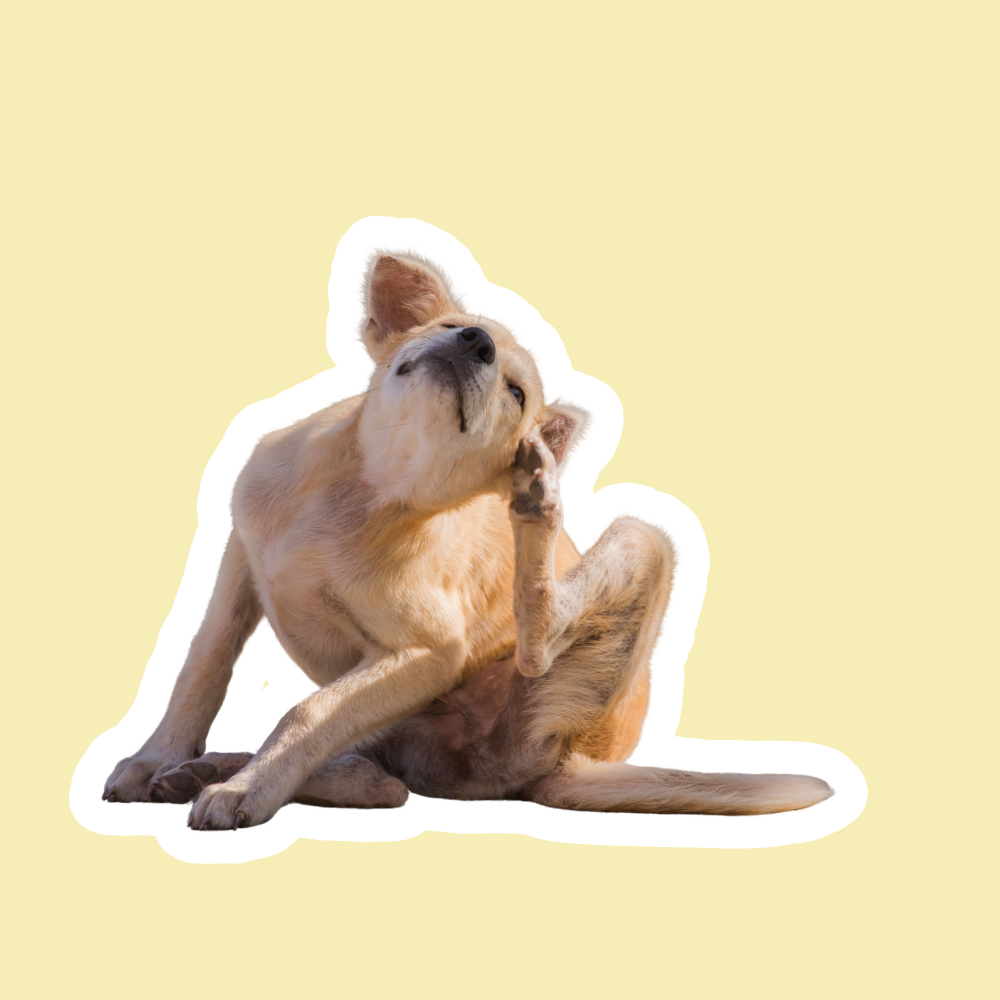 Oído con secreción marrón o negra en perros | Otitis y cuidado auditivo