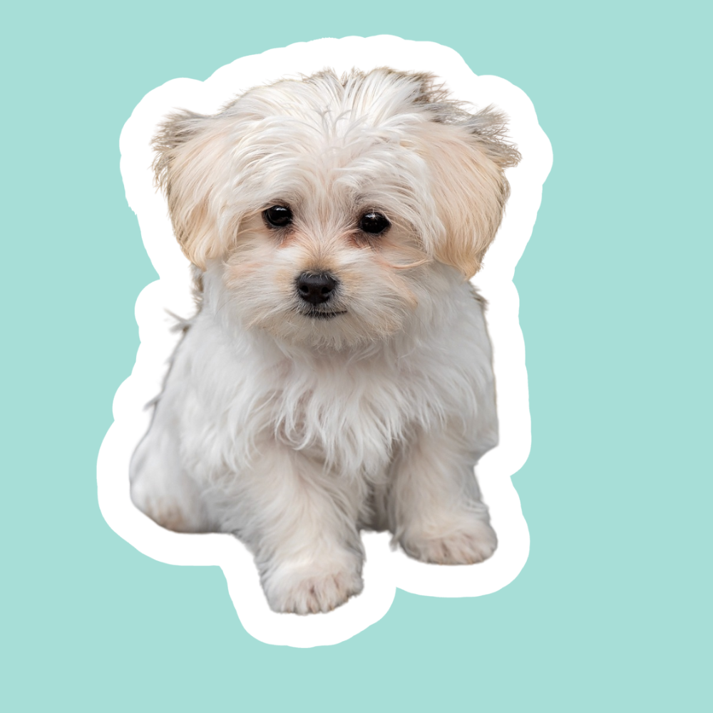 Manchas en el lagrimal en perros: causas y cómo reducirlas