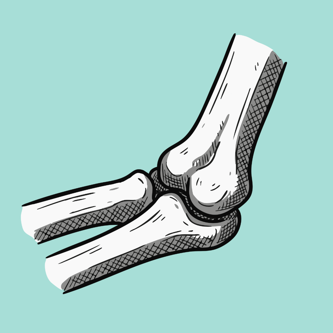 Suplementos articulares para perros | Movilidad, artrosis y cojera