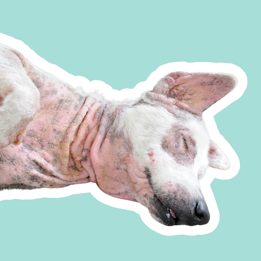 Piel Sensible en Perros | Cómo Cuidarla desde la Alimentación y la Prevención