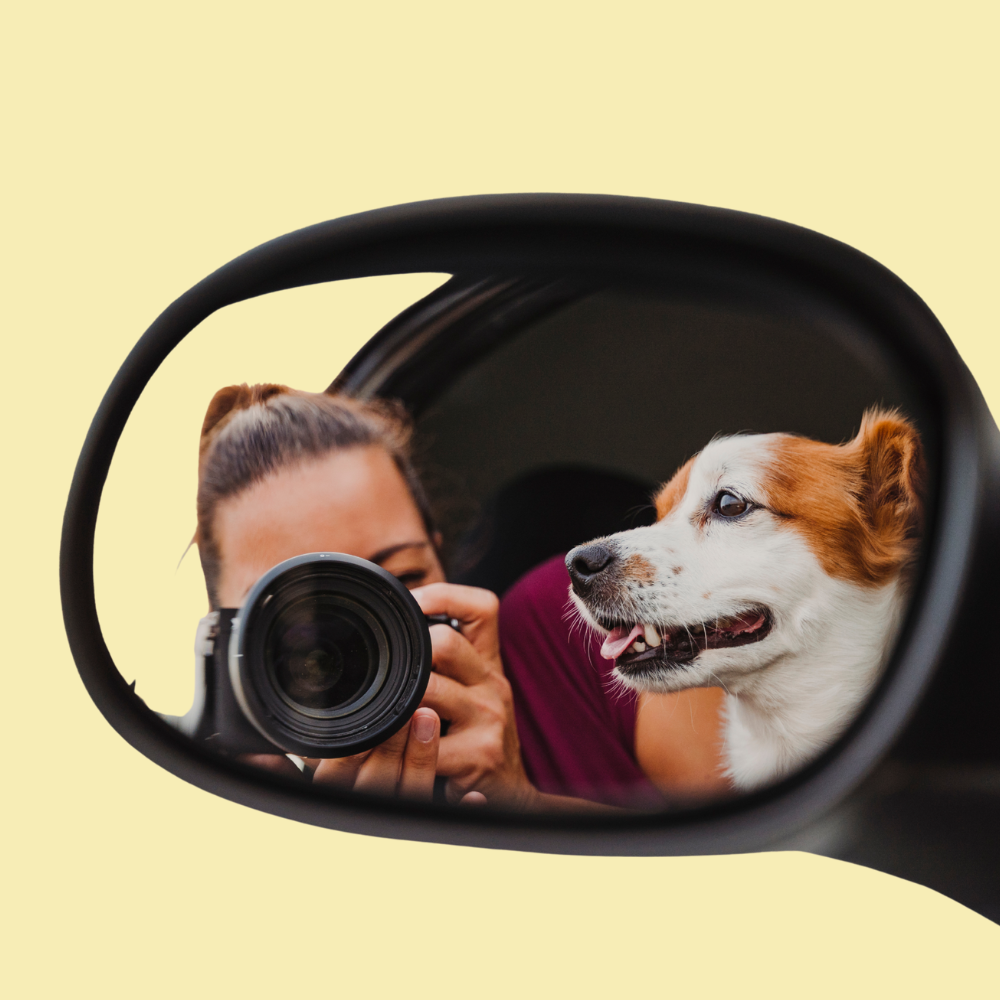 VIAJAR CON PERRO