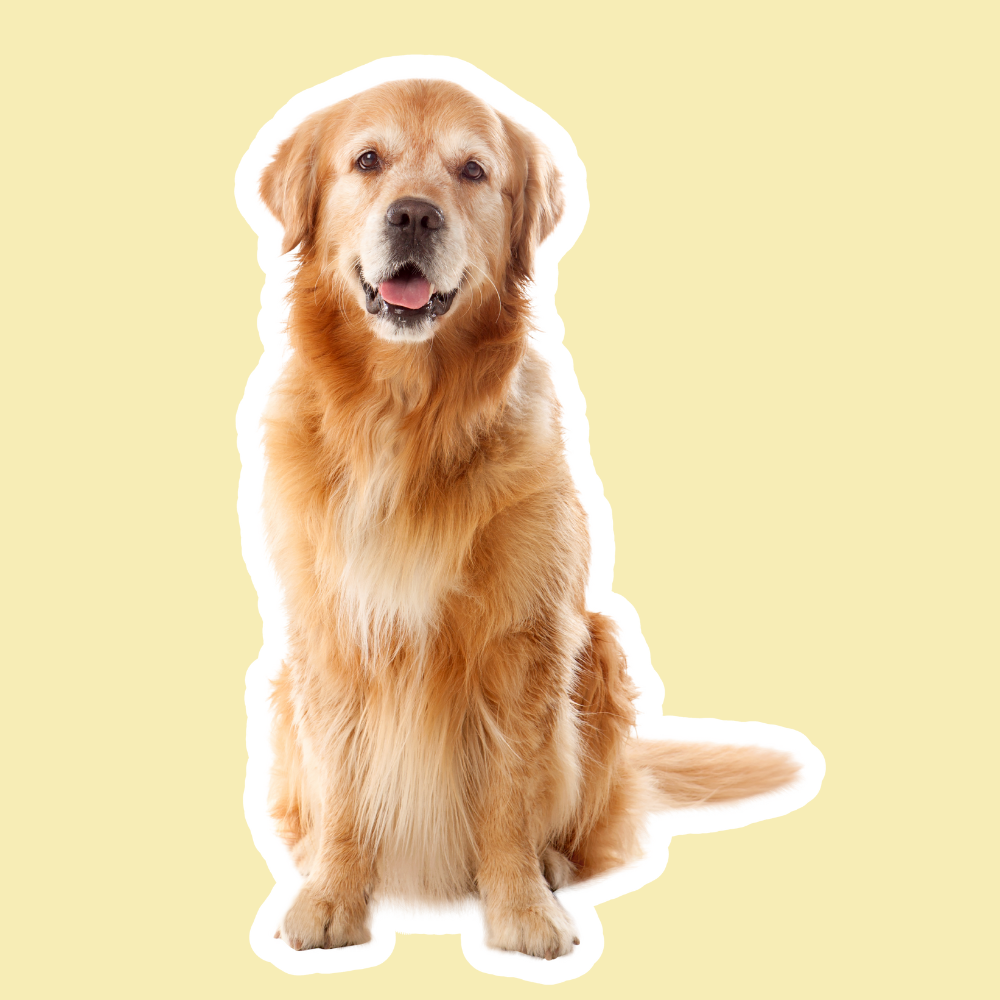 Mi perro se tira pedos y le rugen las tripas: causas y solución