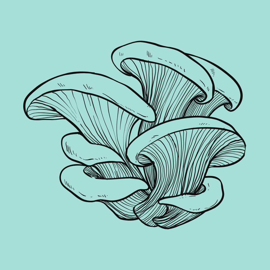 Hongos Terapéuticos para Perros y Gatos | Selección Veterinaria