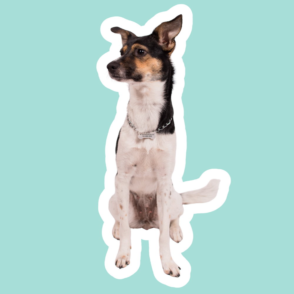 Mi perro se rasca los oídos: causas y cuidado