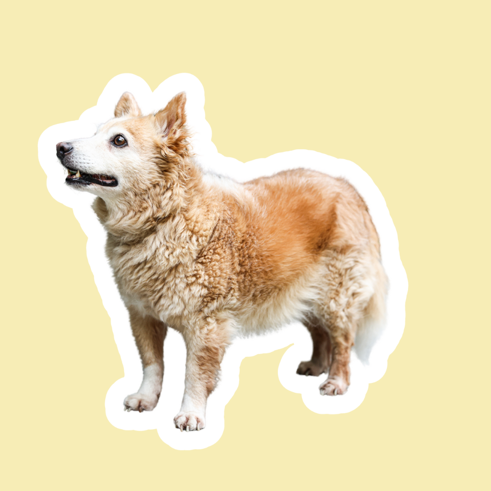 Disfunción cognitiva en perros senior | Apoyo neurológico y memoria