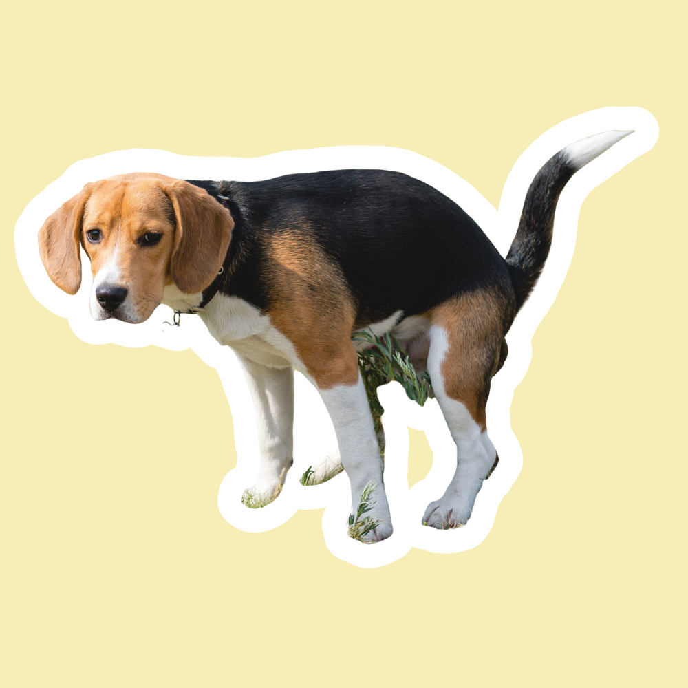 Mi perro no puede hacer caca: estreñimiento y soluciones