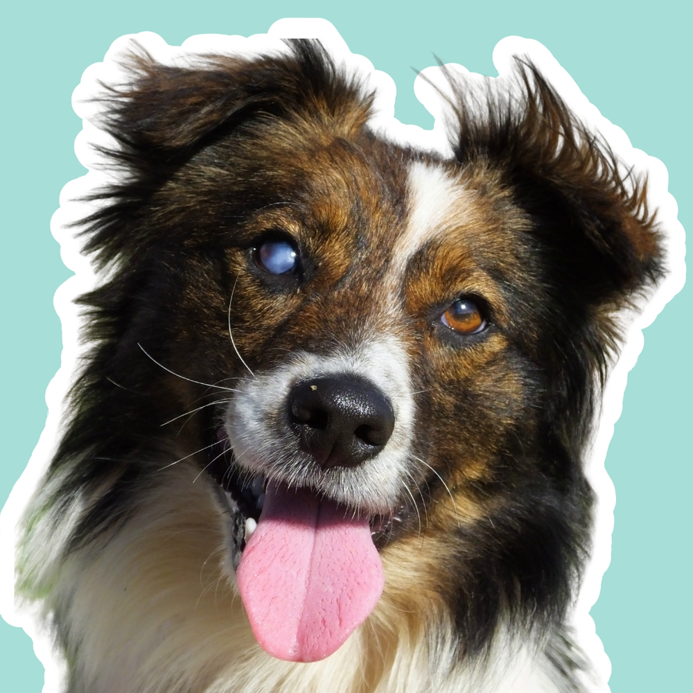 Pérdida de visión en perros | Apoyo ocular y cuidado visual