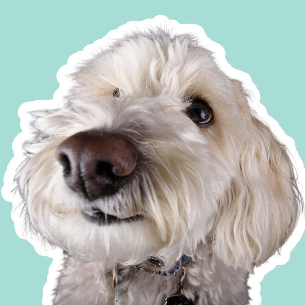 Problemas endocrinos en perros | Diabetes, tiroides y síndrome de Cushing
