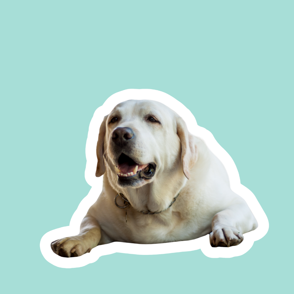 Resistencia a la insulina en perros - por qué no logra bajar de peso