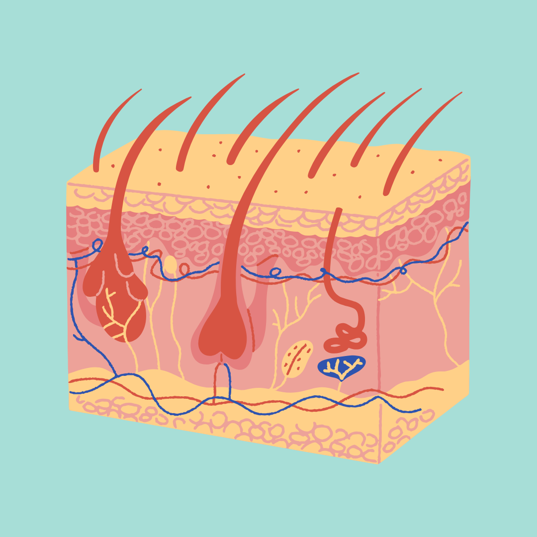 Suplementos para Piel y Pelaje – Cuidado desde el Interior para una Piel Sana y un Manto Brillante