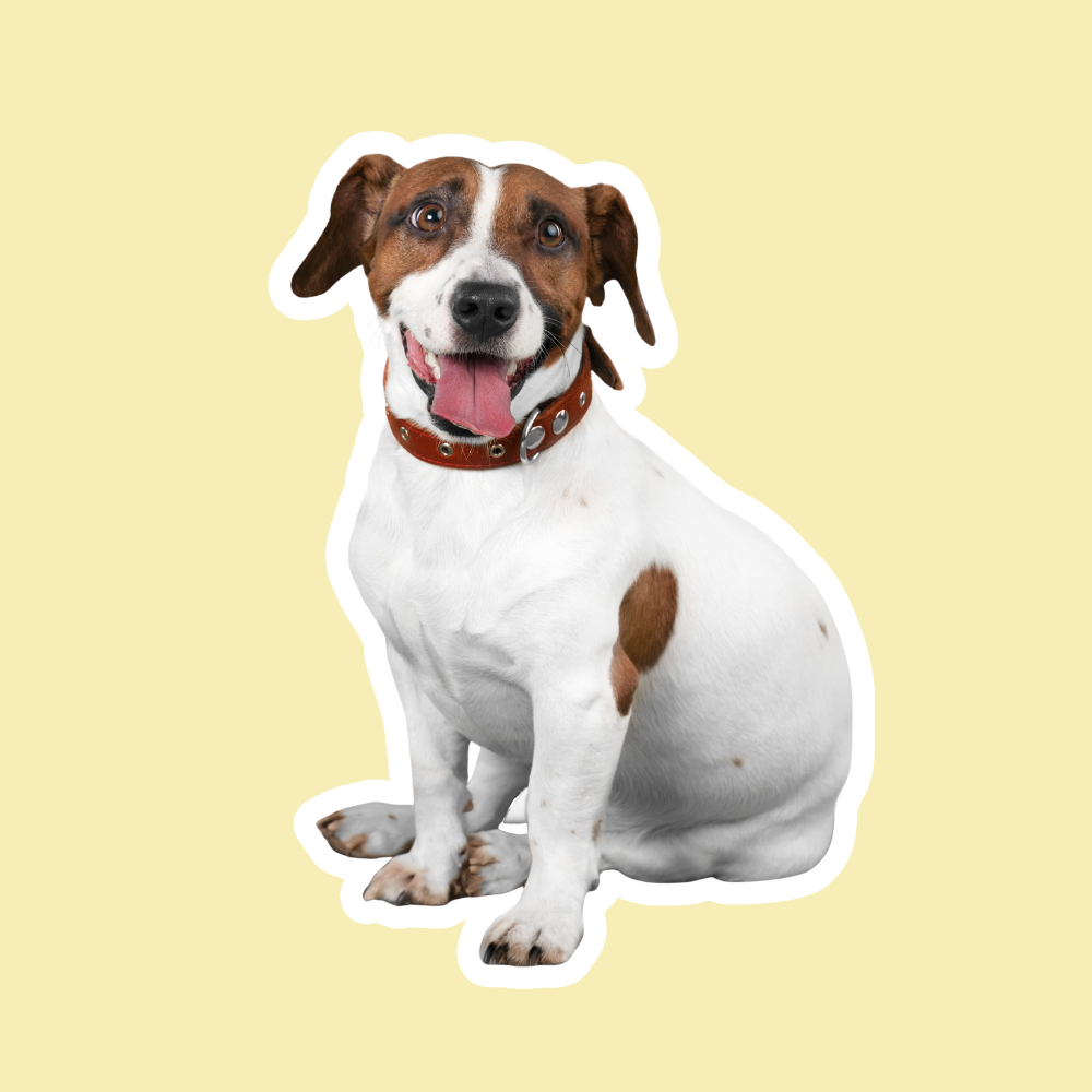 Hígado graso en perros: cómo afecta y cómo apoyar su función hepática