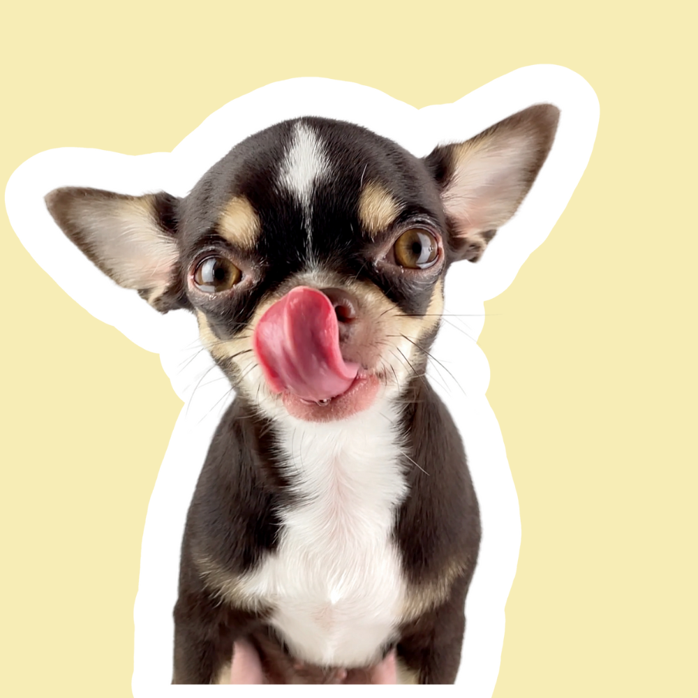 Ojo seco en perros | Lubricación ocular y cuidado del ojo