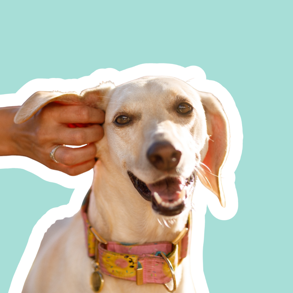 Se rasca las orejas y el oído está rojo | Apoyo para otitis alérgica en perros