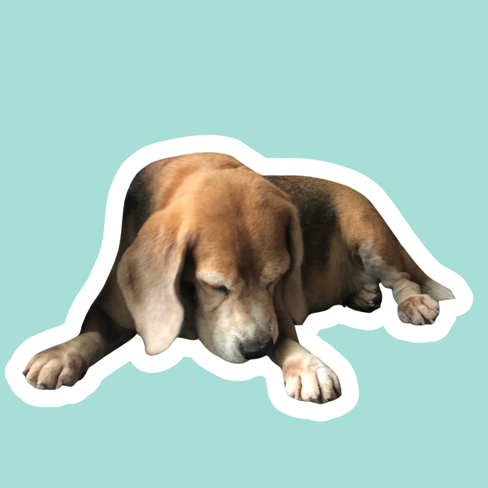 Mi perro se chupa las patas: dolor, causas y cómo ayudar