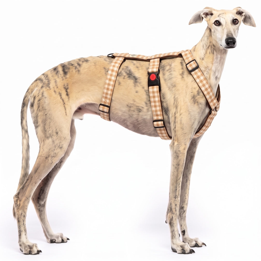 Arnés Antiescape para Galgo Vichy Bellota | Vetoven