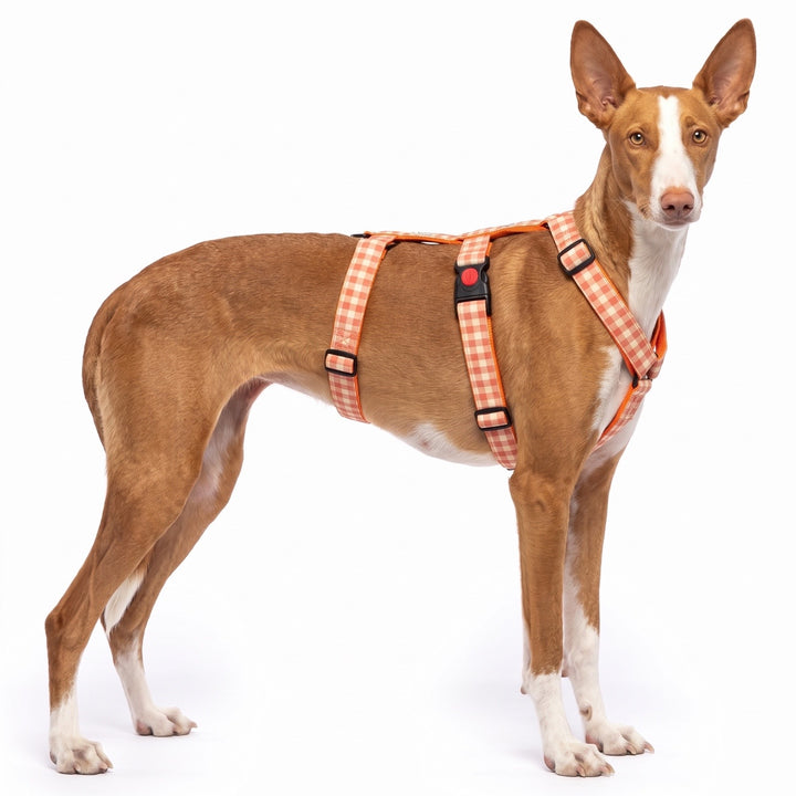 Arnés Antiescape para Galgo Vichy Calabaza | Vetoven