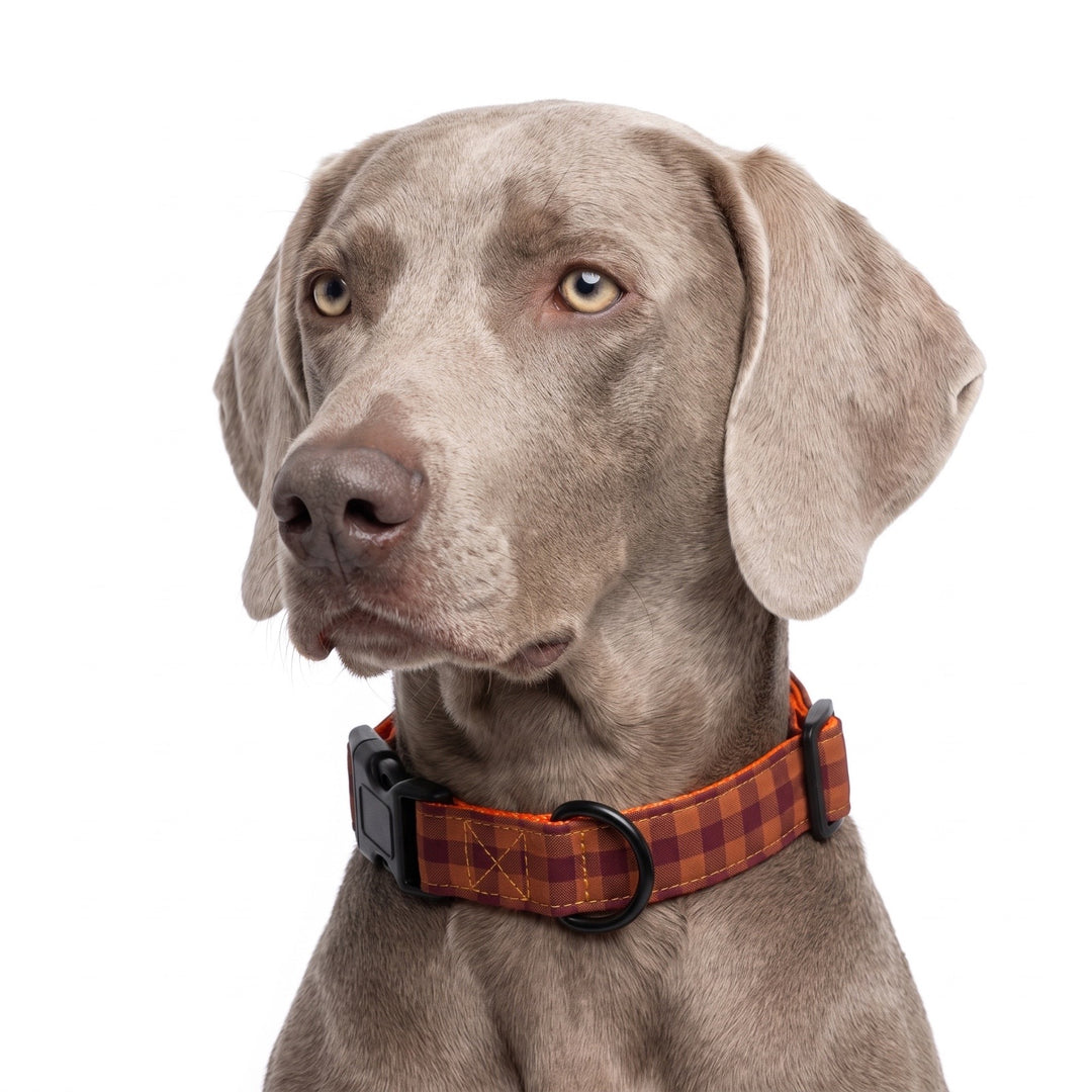 Collar Regulable Vichy Teja para Perro | Vetoven